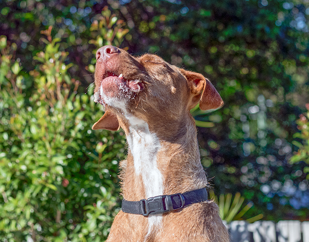 Kris Kross is looking for a home like many others that will be Big Adopt Out adoption and rescue event